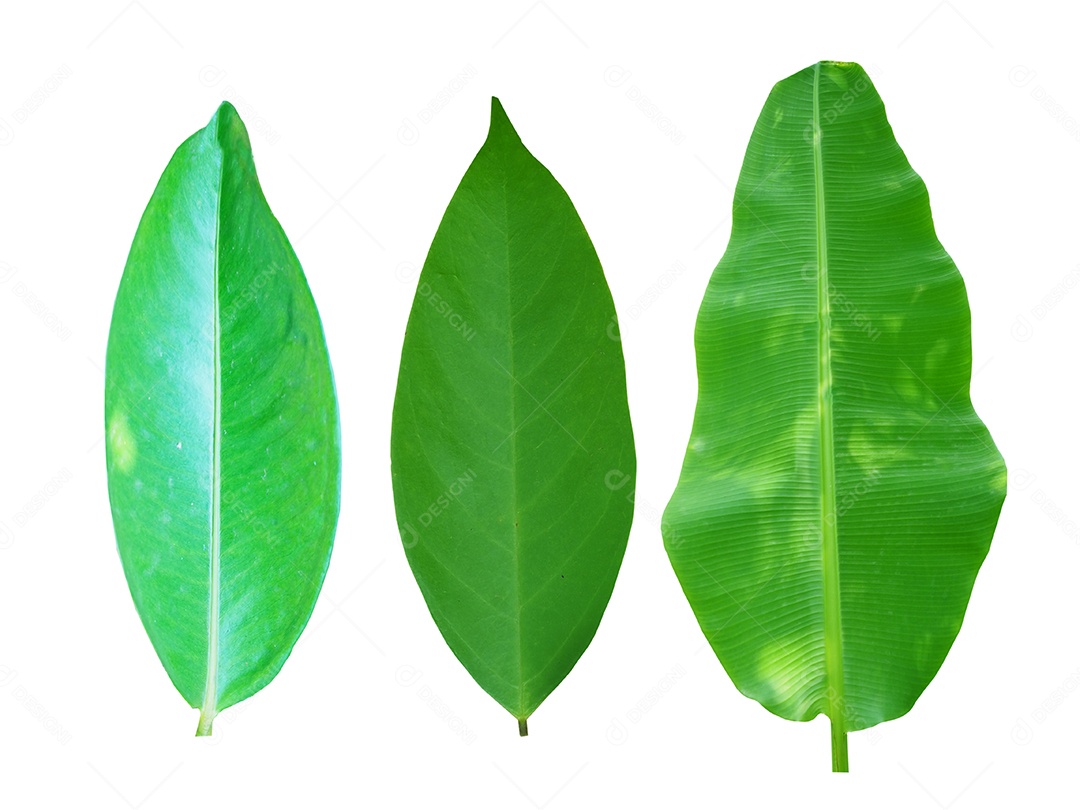 Planta da erva textura do fundo exuberante.