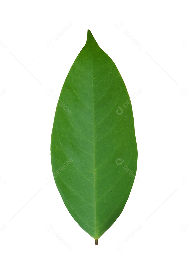 Folhas verdes em um fundo branco