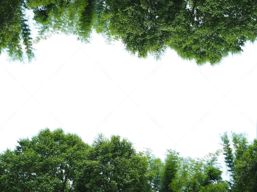 Árvore de folha verde planta cenário.