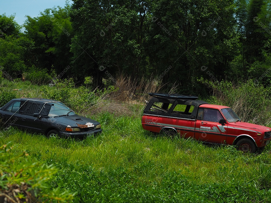 Carros velhos no meio do mato.