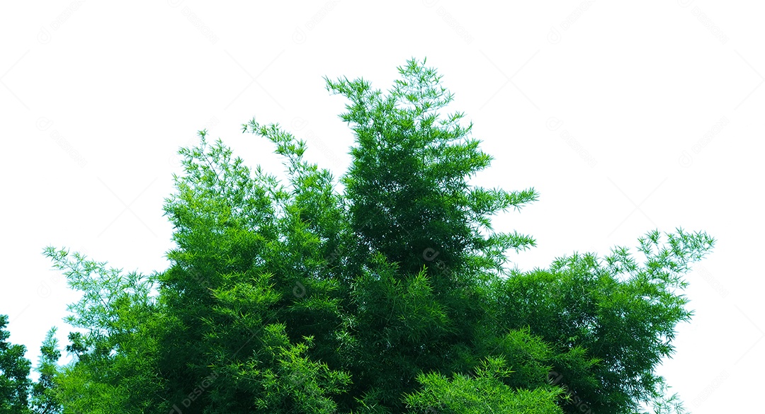 Árvore verde isolada em fundo branco.