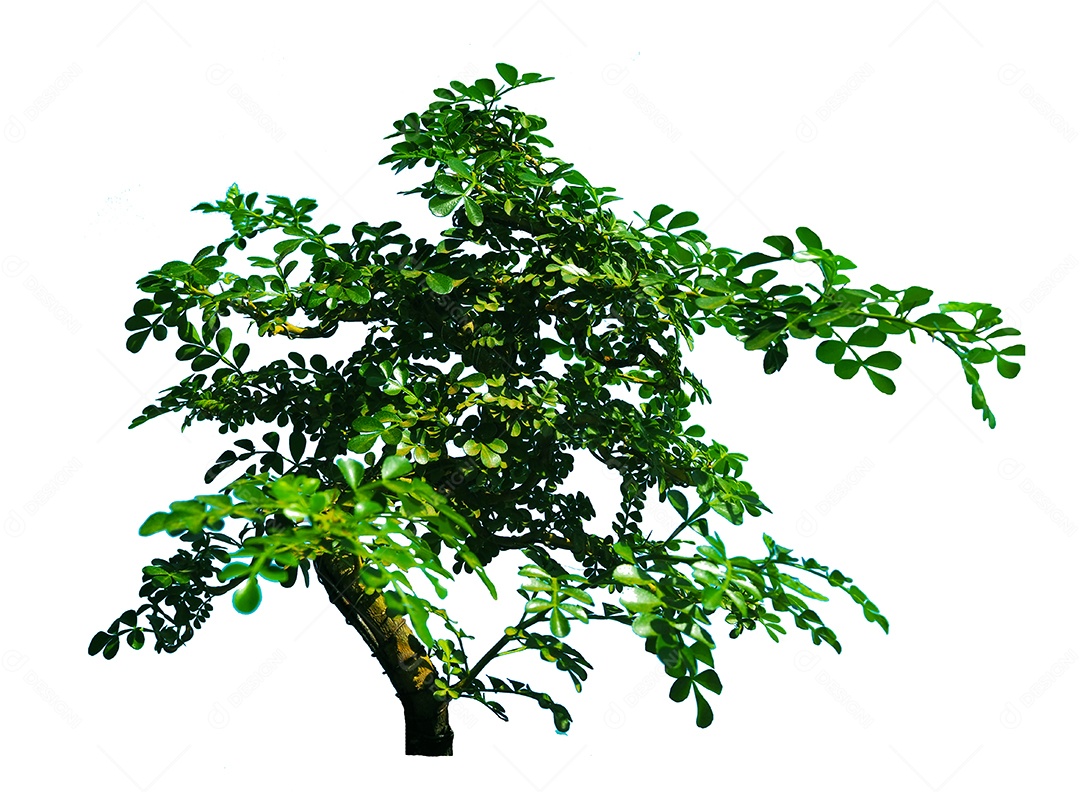 Planta com galhos e folha verdes.