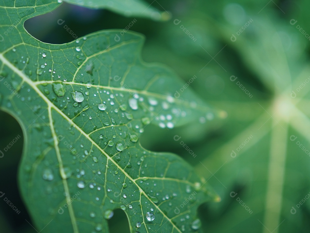 Folhas frescas de mamão.