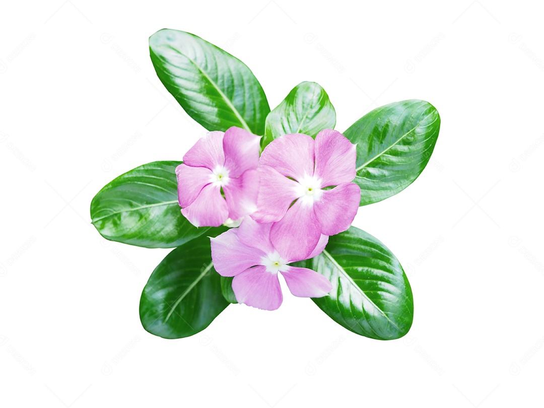 Flores cor de rosa com folhas verdes isoladas em um fundo branco.