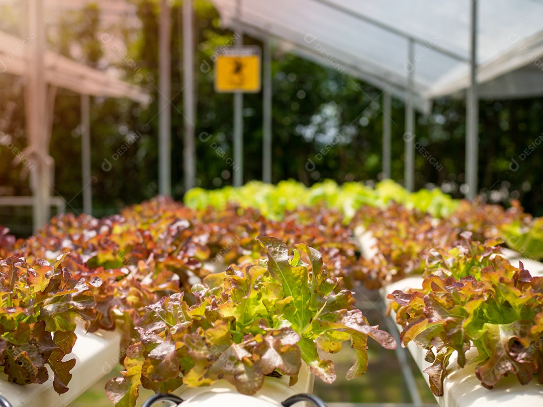 Hortas orgânicas. Para fazer alimentos saudáveis.