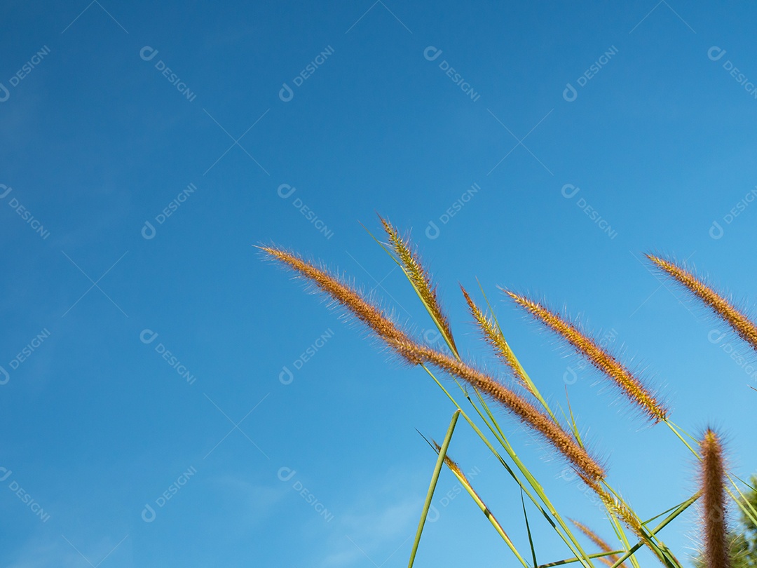 Feche de flores de grama em um fundo de céu. Imagens de foco suave.