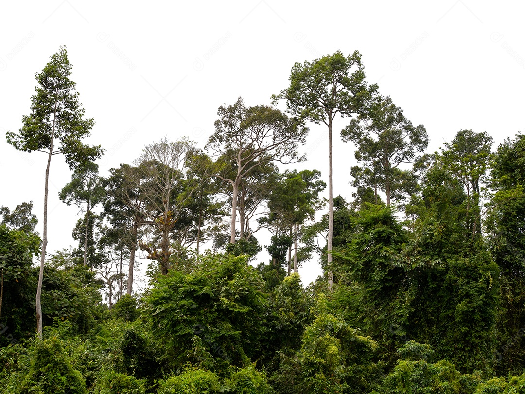 Floresta verde isolada no fundo branco.