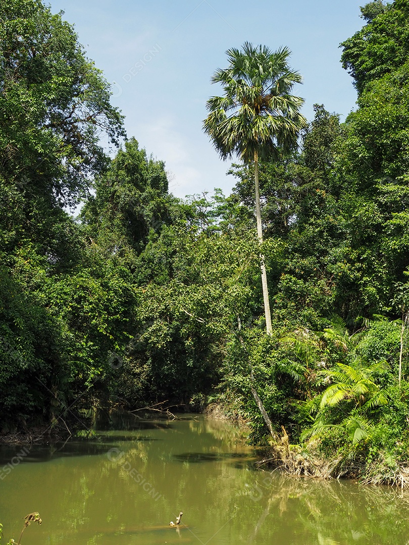 A paisagem do rio, a floresta tropical, consiste em rios.