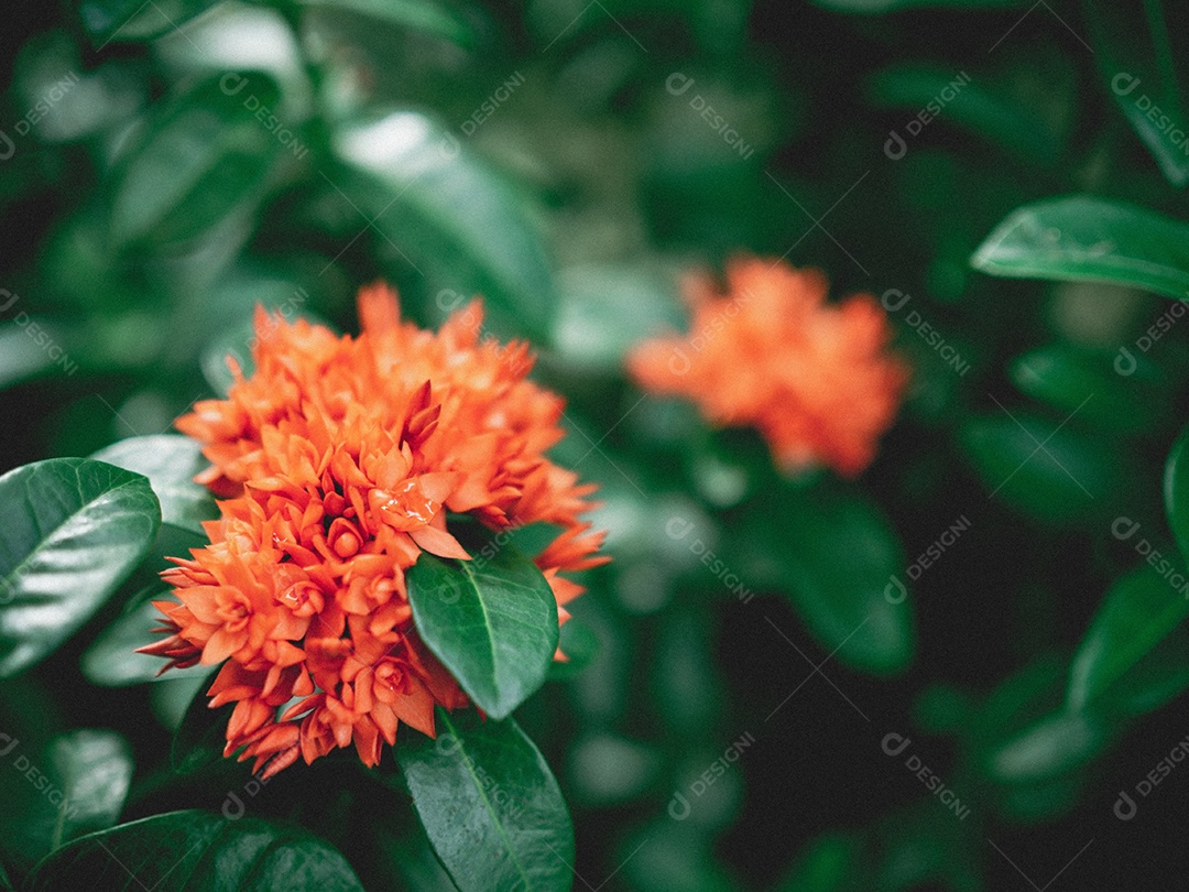 Flores de pico vermelho e folhas verdes em um estilo escuro.