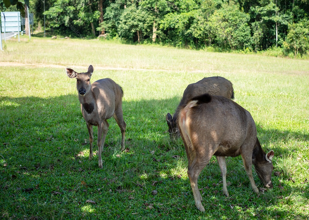 Veado comendo grama no parque nacional.