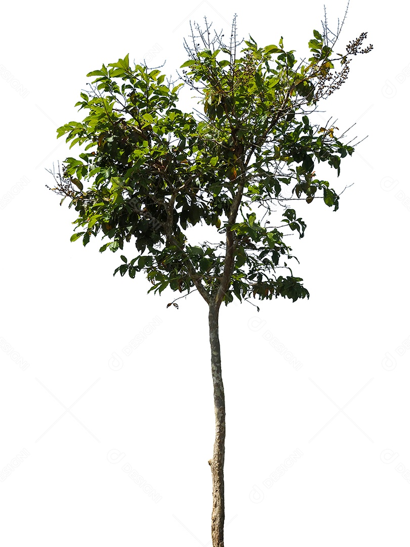 Árvores na estação chuvosa isoladas do fundo branco.