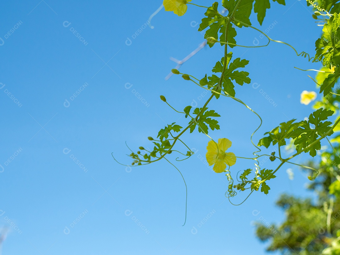 Os brotos e as flores da árvore de abóbora.