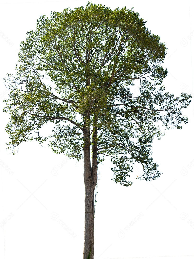 Árvore verde isolada no fundo branco.