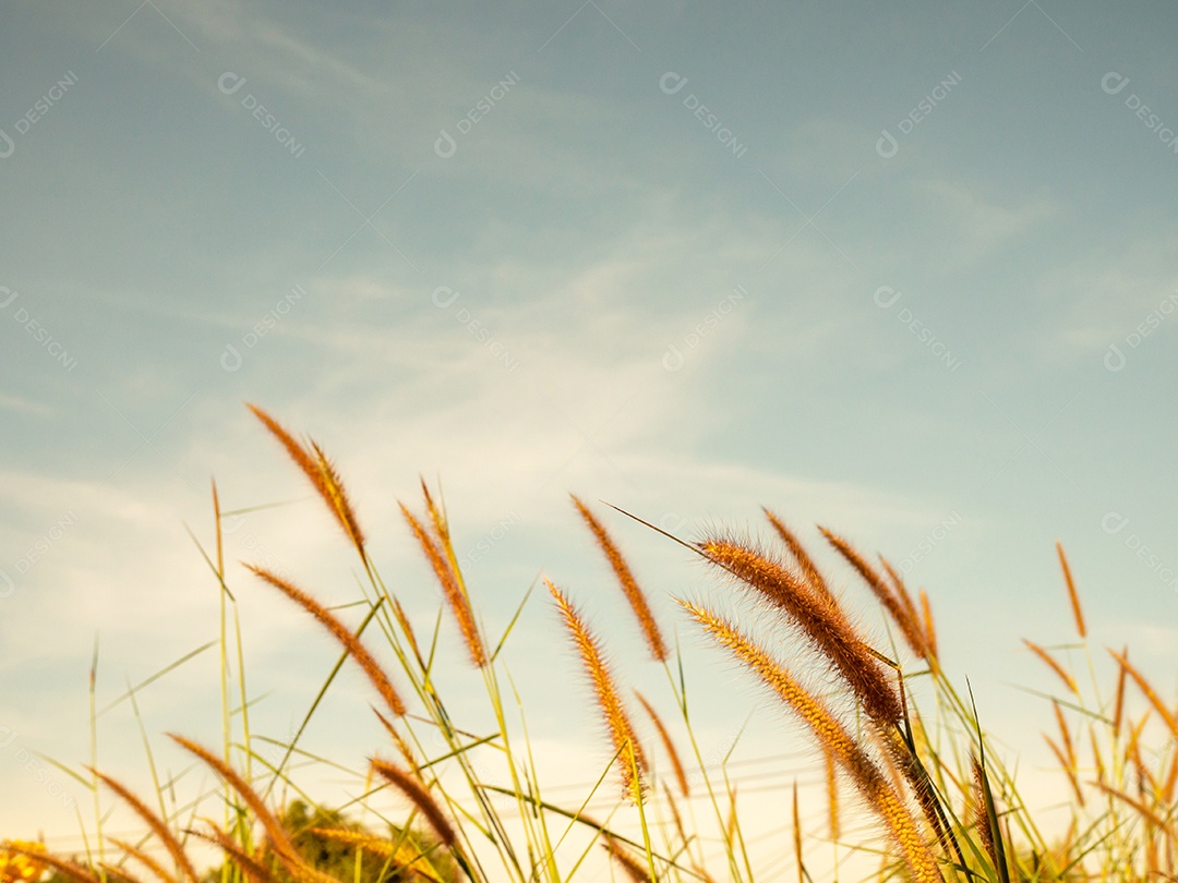 Feche de flores de grama em um fundo de céu. Imagens de foco suave.