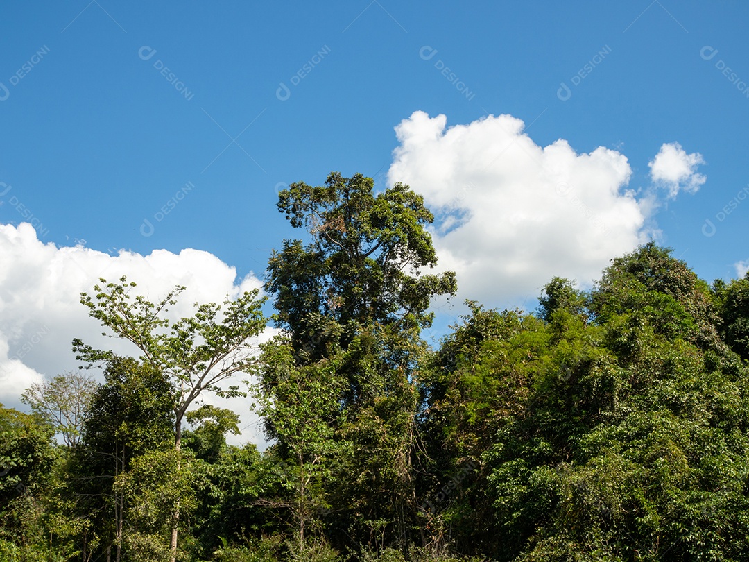 Floresta verde no fundo do céu e nuvens brancas.