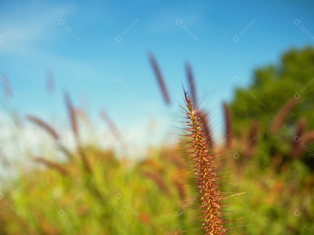 Feche de flores de grama em um fundo de céu. Imagens de foco suave.