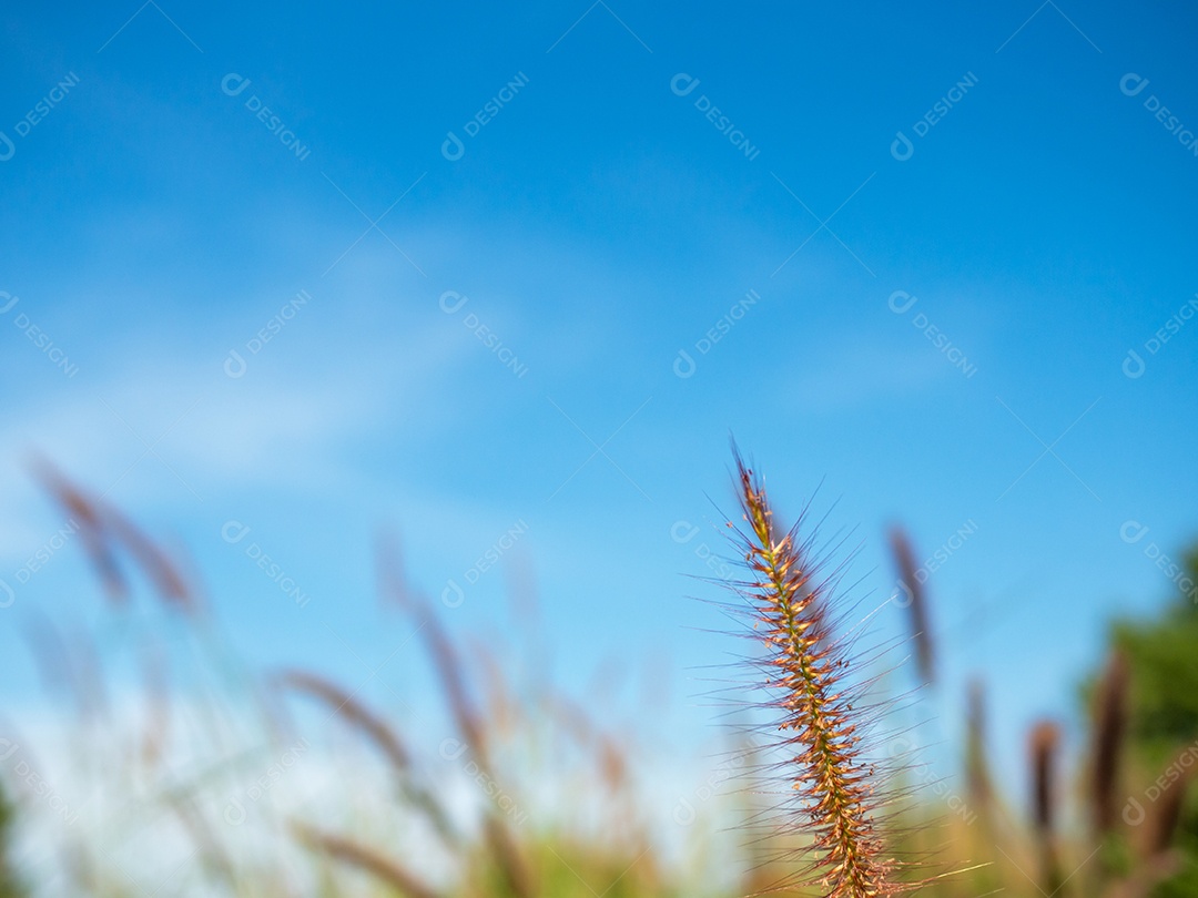 Feche de flores de grama em um fundo de céu. Imagens de foco suave.