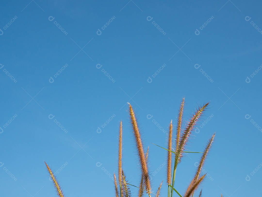 Feche de flores de grama em um fundo de céu. Imagens de foco suave.