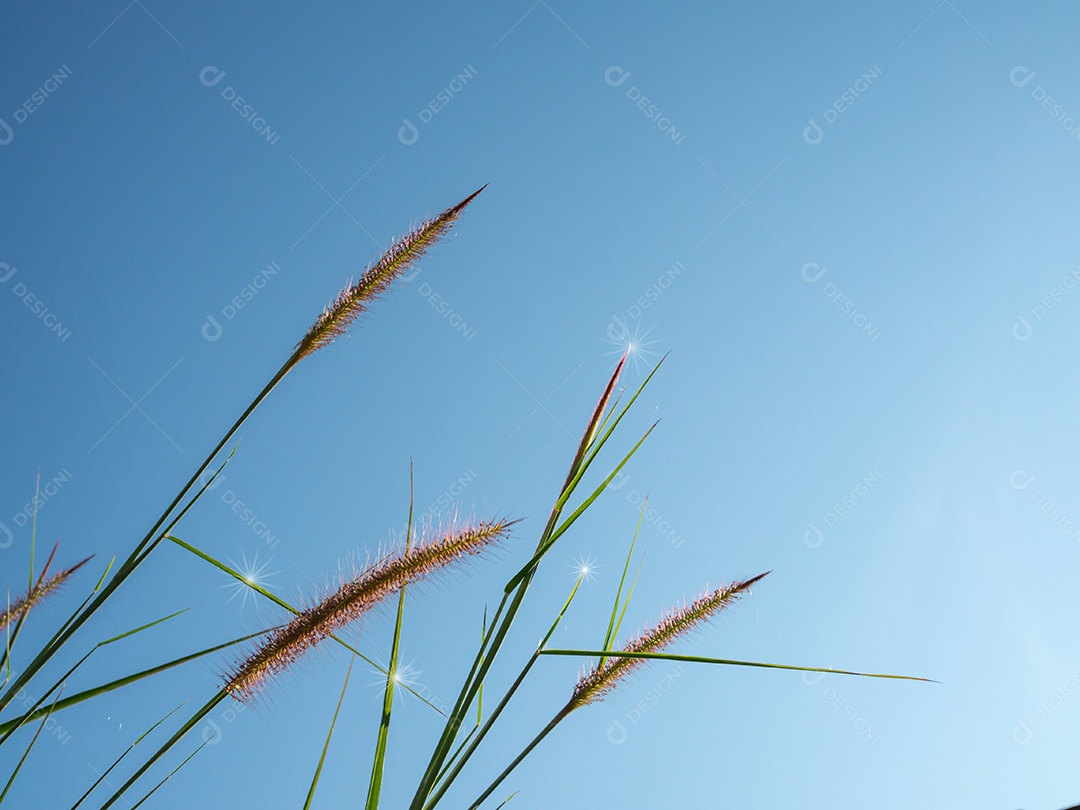Feche de flores de grama em um fundo de céu. Imagens de foco suave.
