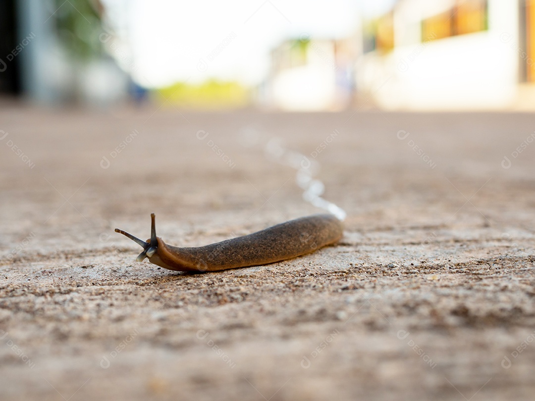 O caracol avançava lentamente na estrada.