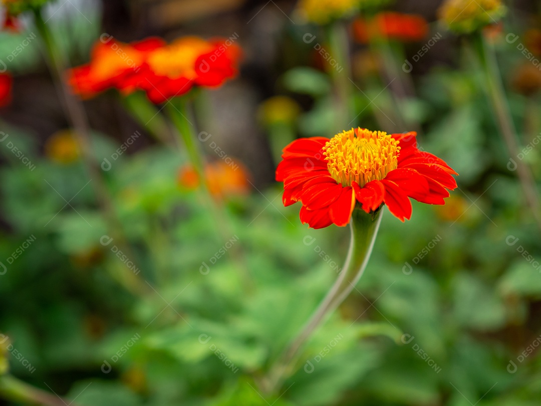 Close-up de flores de laranja em um fundo desfocado.