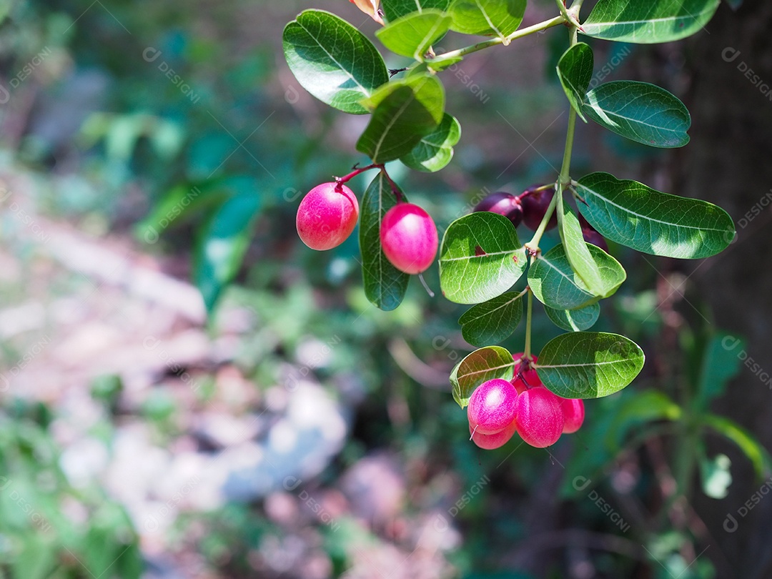 Carissa carandas com folhas na árvore.