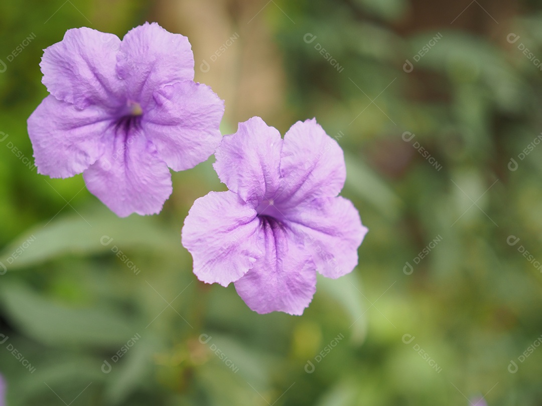 Linda cor púrpura da flor Simplex Ruellia comumente chamada Petunia Mexicana.