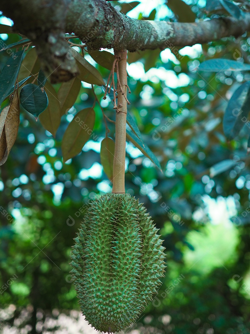 Durian on the tree is a delicious and expensive fruit.