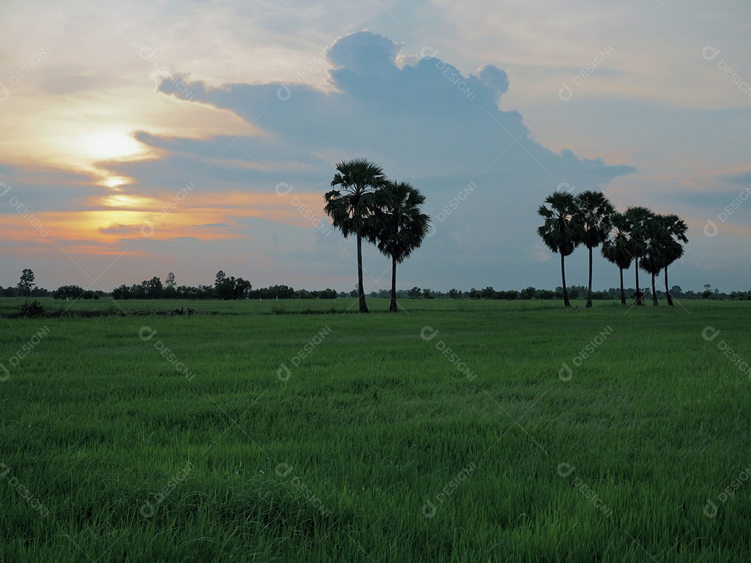 Uma visão de campo de arroz durante o pôr do sol na Tailândia.