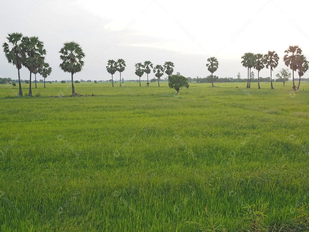 Uma visão de campo de arroz durante o pôr do sol na Tailândia.
