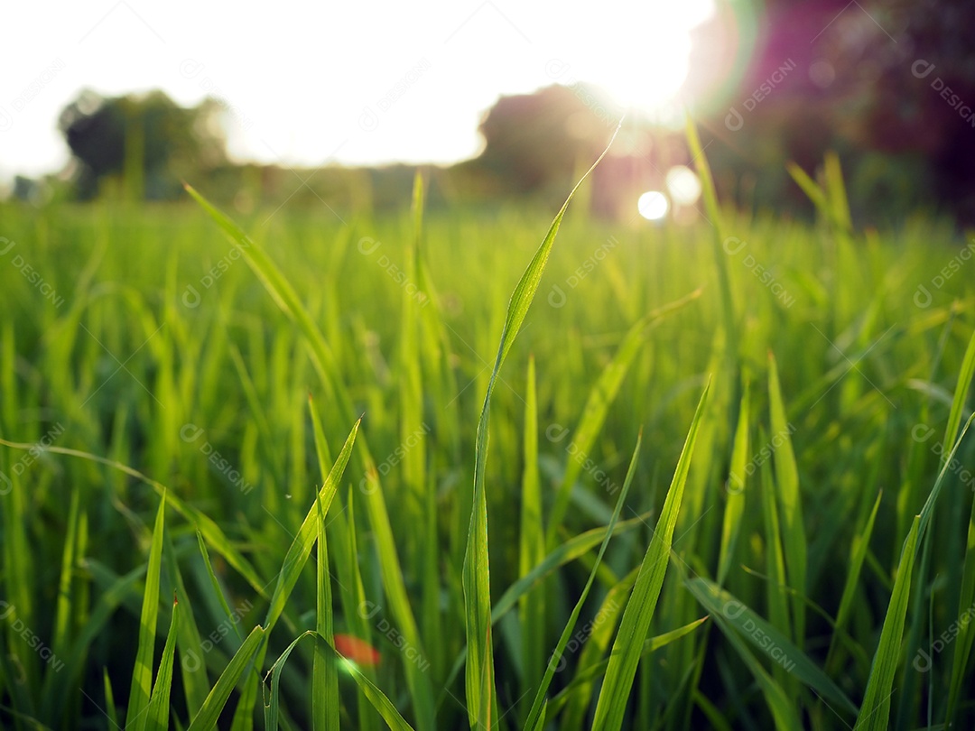 As plantas de arroz verde nos campos de arroz estão crescendo.
