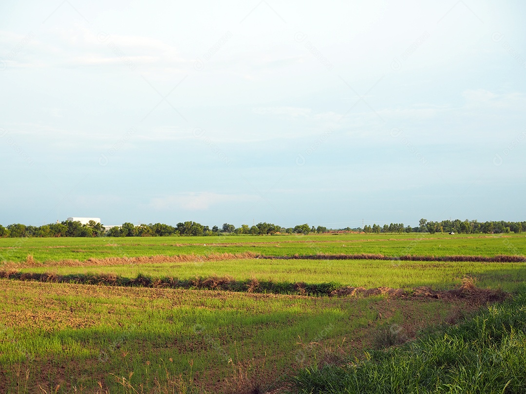 Os campos de arroz no fundo são céu vazio crescendo.