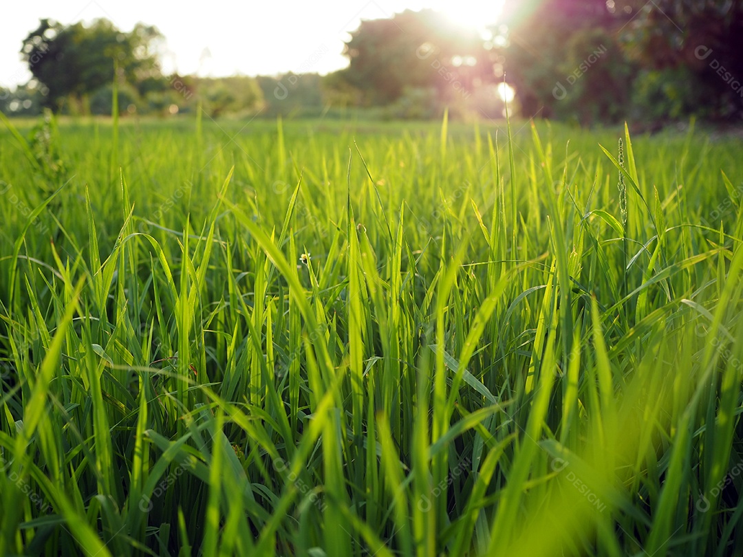 As plantas de arroz verde nos campos de arroz estão crescendo.