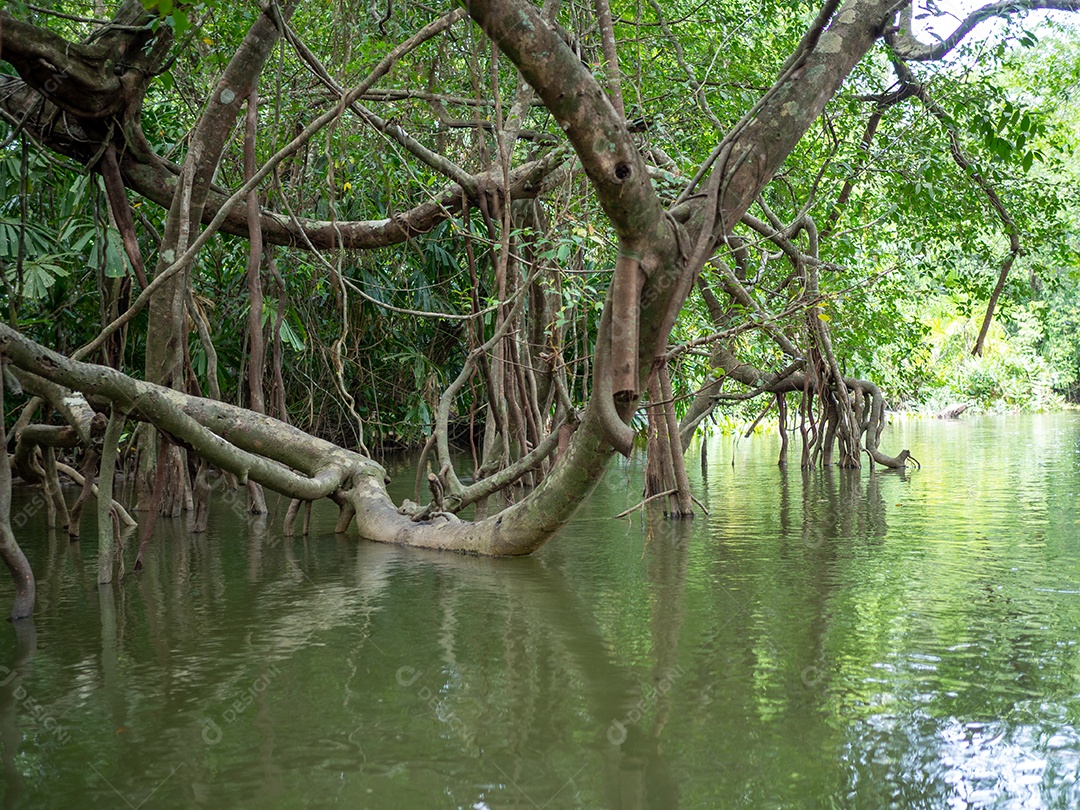 Velhas raízes de figueira-da-índia na pequena Amazônia.