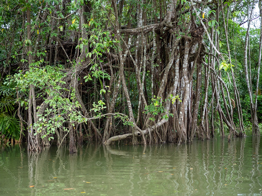 Velhas raízes de figueira-da-índia na pequena Amazônia.