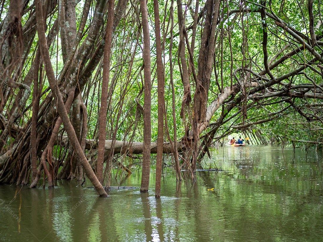 Velhas raízes de figueira-da-índia na pequena Amazônia.