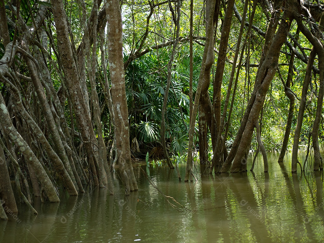 Velhas raízes de figueira-da-índia na pequena Amazônia ou Khlong Sang Naen,