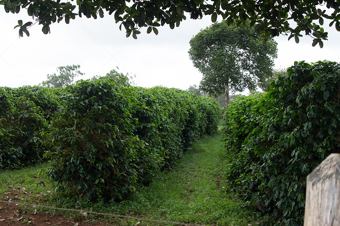 plantação de café perto de uma cerca