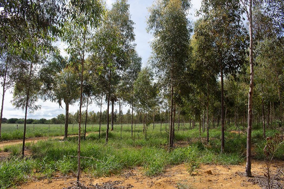 campo de eucalipto com grande pasto verde ao fundo
