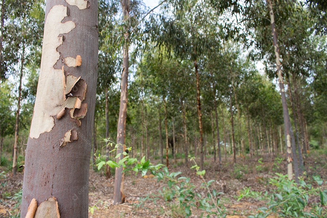 Tronco de eucalipto em um campo de eucalipto