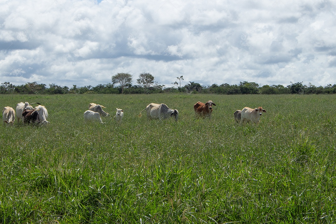 Nelore vacas um grande pasto verde em dia de sol