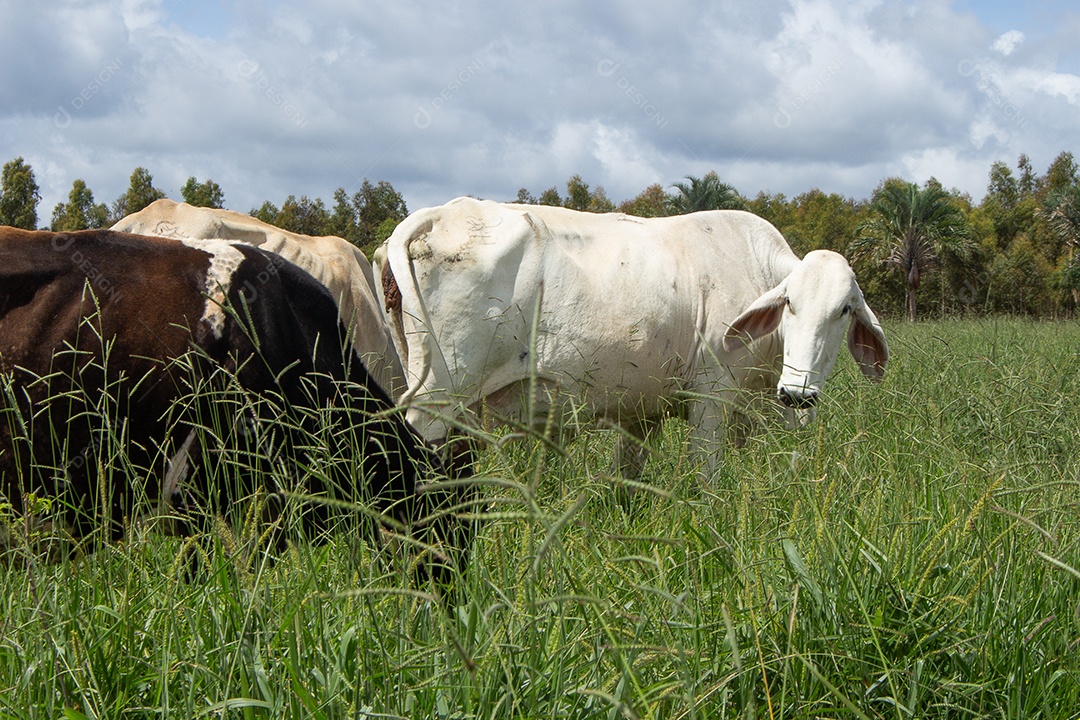 nelore vacas um pasto verde em dia ensolarado