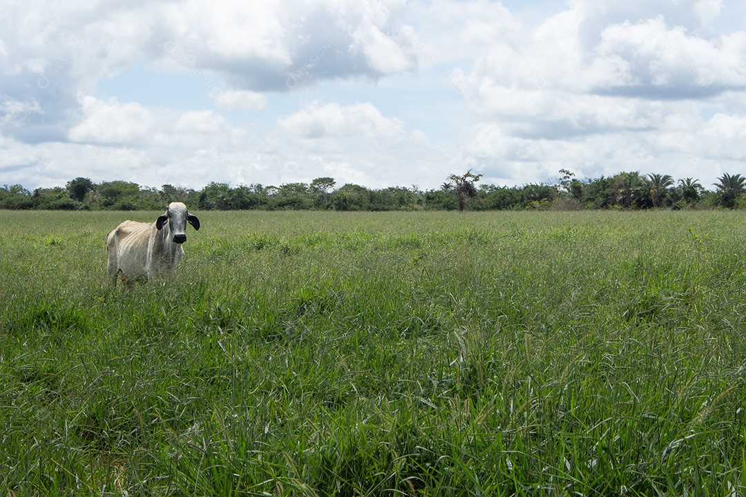 vaca nelore um grande pasto verde em dia ensolarado