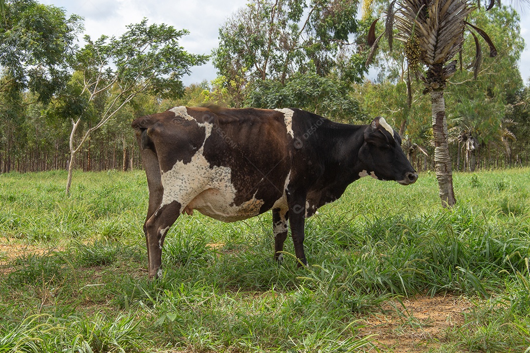 Vaca Holstein em pasto verde