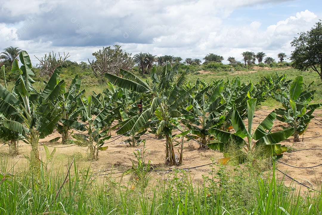 Campo de bananas irrigadas cercado por árvores em um dia nublado