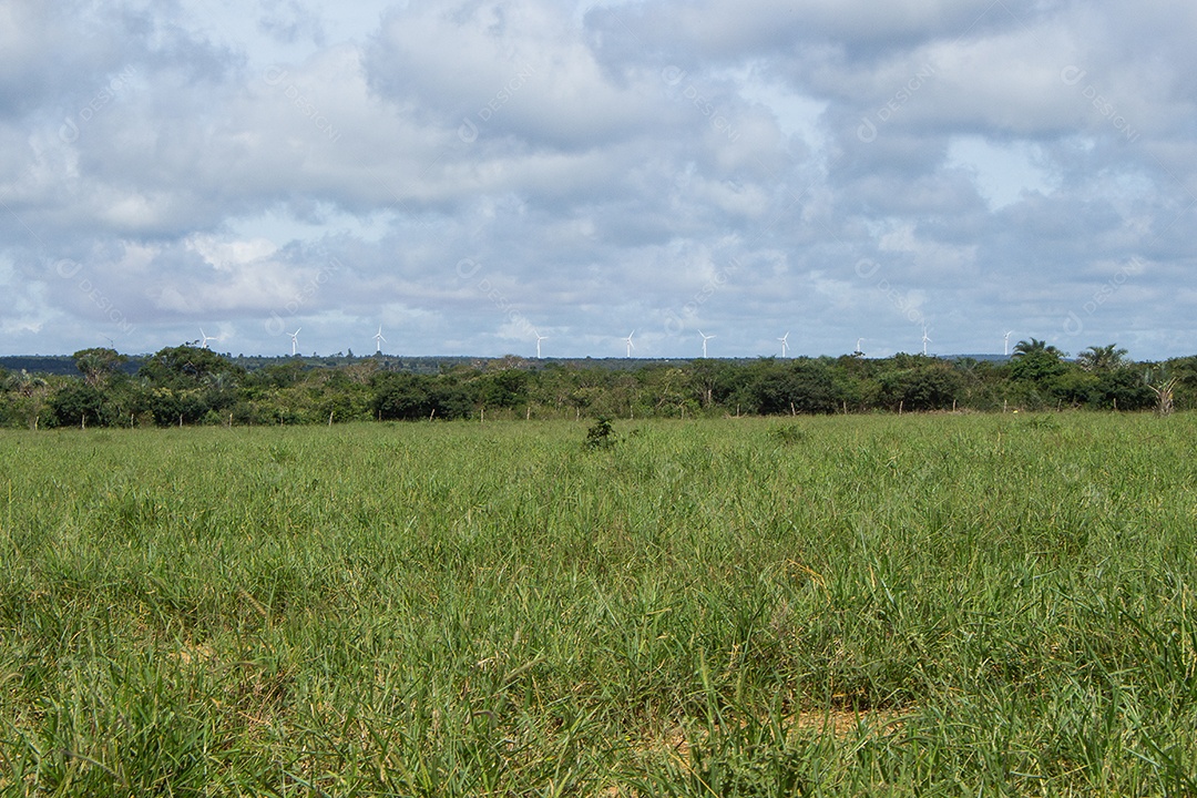 Aproximação de um grande pasto verde com vacas pastando em um dia ensolarado