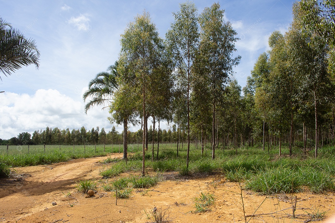 plantação de eucalipto com grande pastagem verde ao fundo