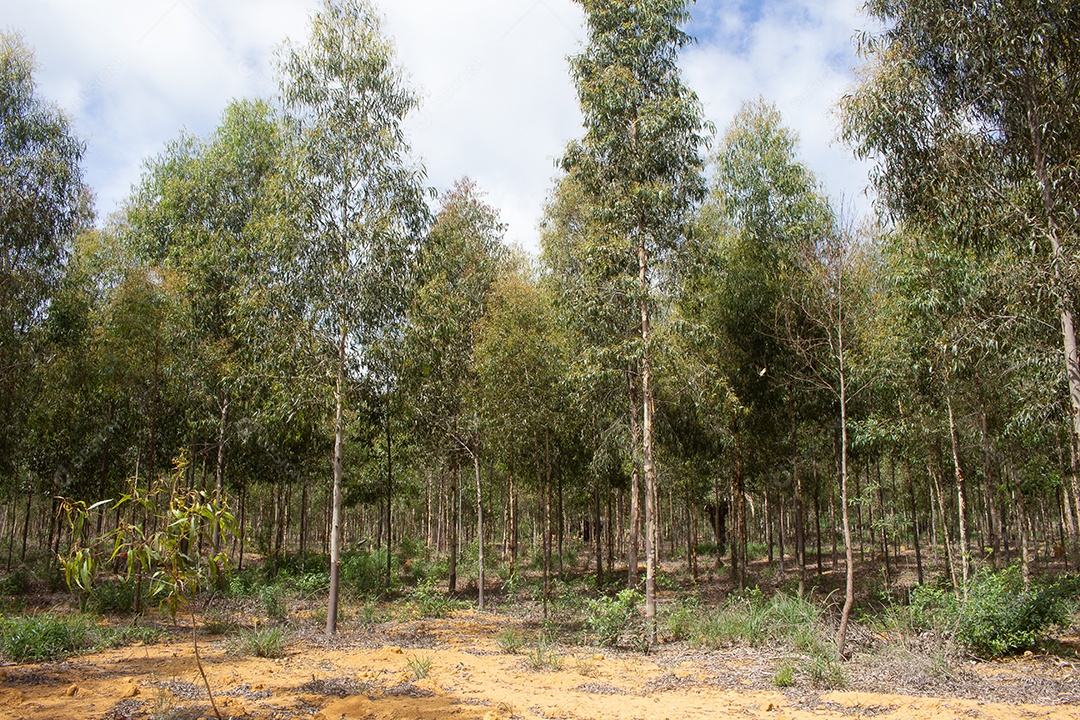 plantação de eucalipto com grande pastagem verde ao fundo