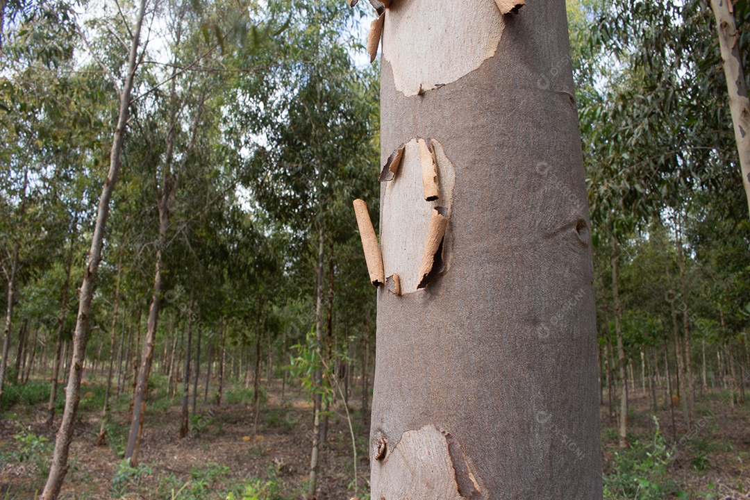 plantação de eucalipto com grande pastagem verde ao fundo
