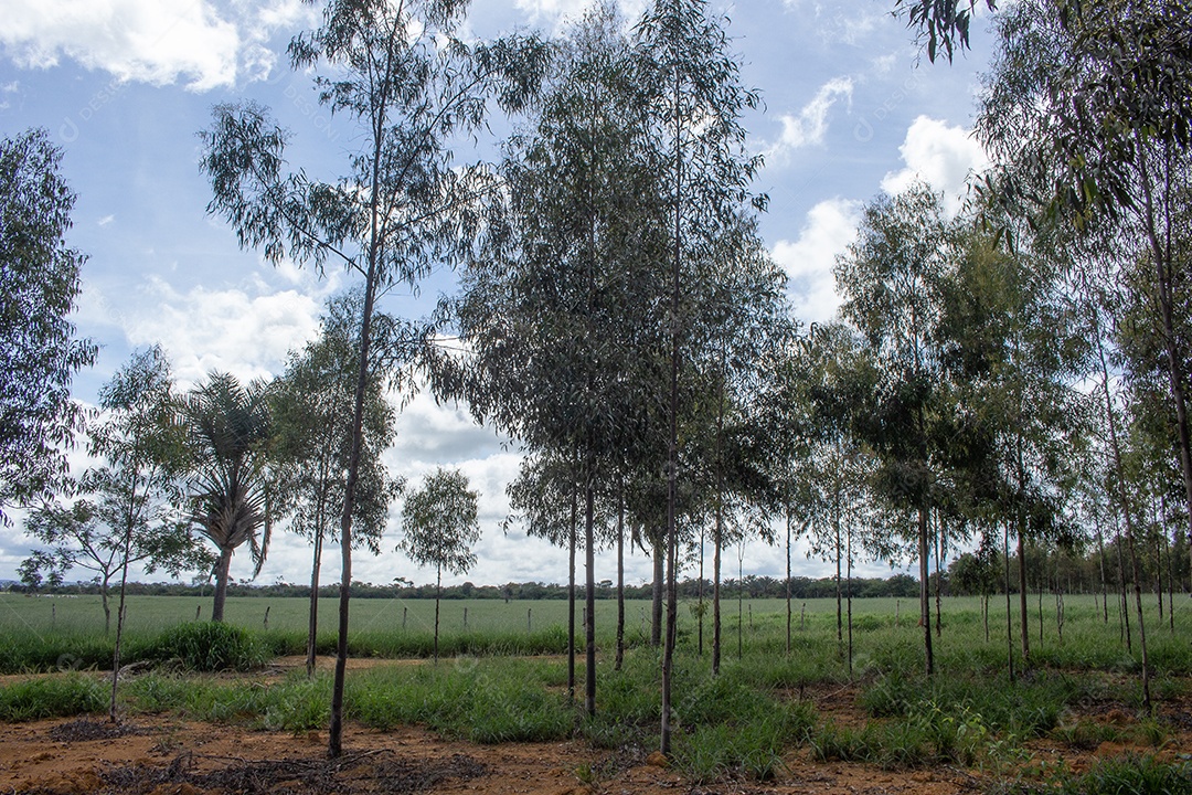 plantação de eucalipto com grande pastagem verde ao fundo